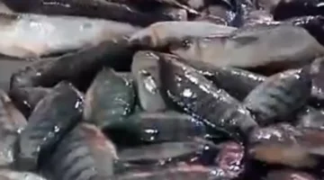 قائمة أسعار اليوم.. تفاصيل تكلفة شراء أنواع الأسماك في أسواق كفر الشيخ